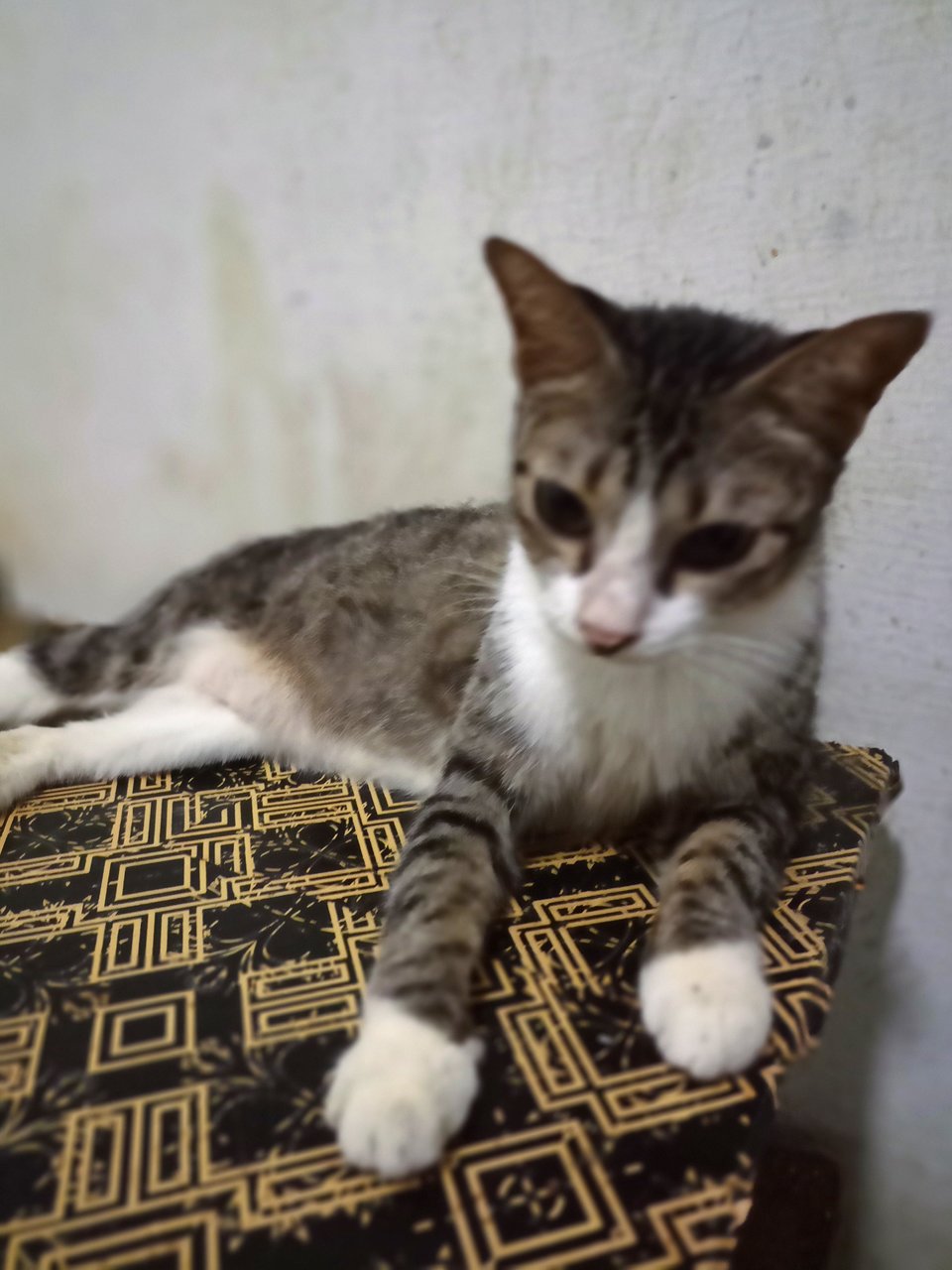 Syafiqah - Domestic Short Hair Cat