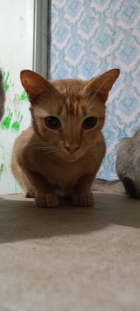 Ginger - Domestic Short Hair Cat