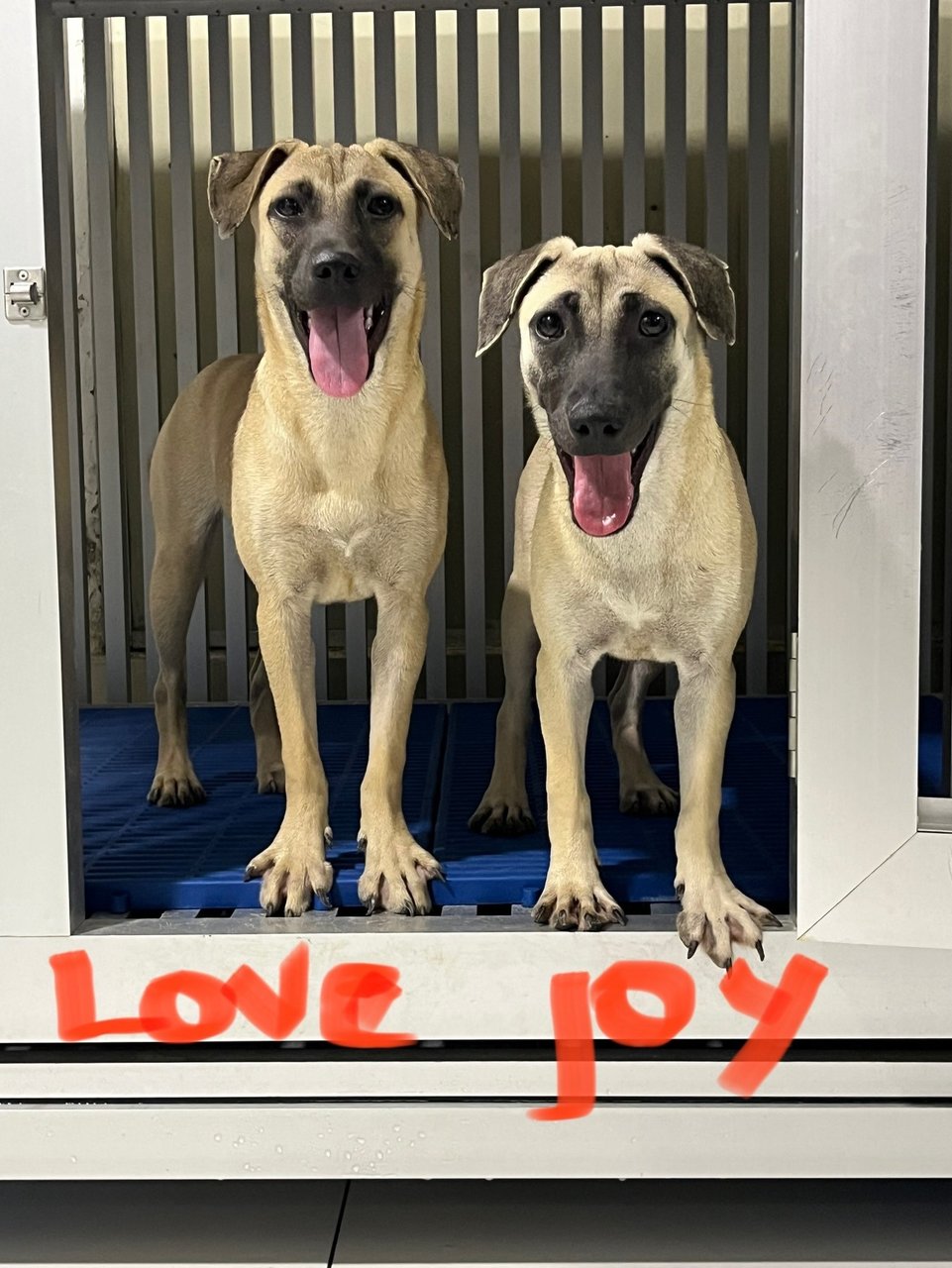 Love &amp; Joy - Black Mouth Cur Dog