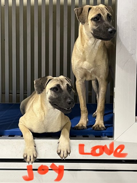 Love &amp; Joy - Black Mouth Cur Dog