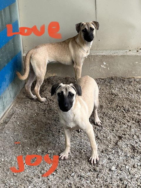 Love &amp; Joy - Black Mouth Cur Dog