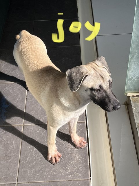 Love &amp; Joy - Black Mouth Cur Dog