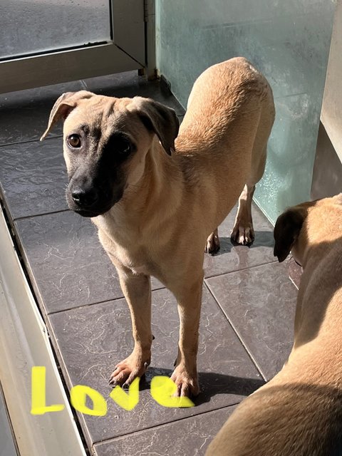 Love &amp; Joy - Black Mouth Cur Dog