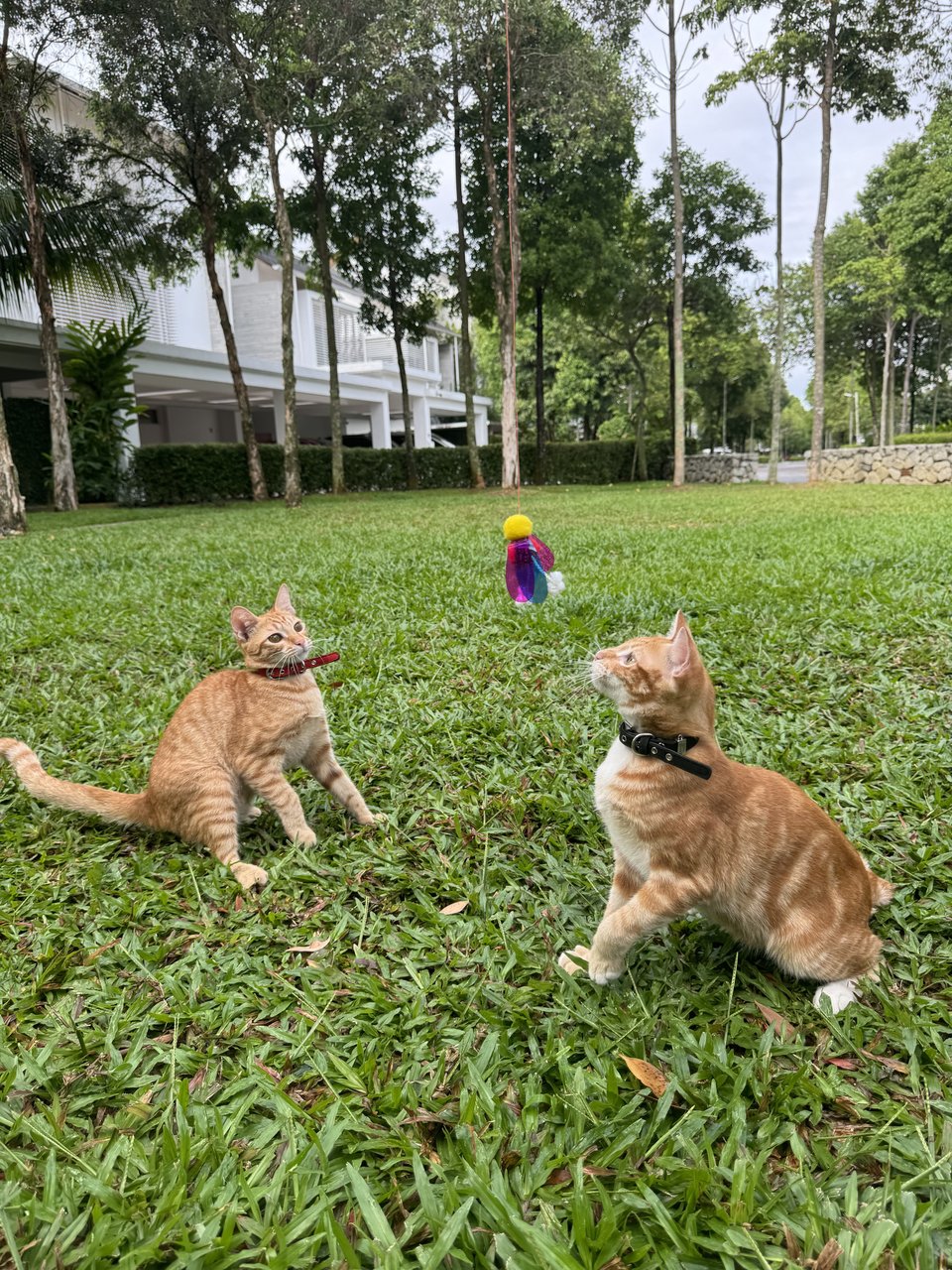 Hokkaido &amp; Tiger  - Domestic Short Hair Cat