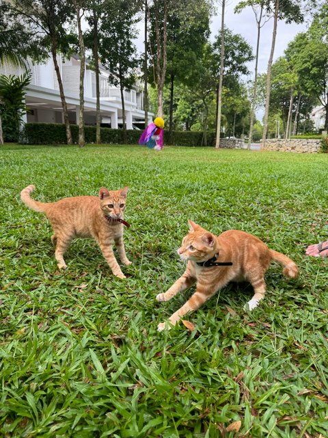 Hokkaido &amp; Tiger  - Domestic Short Hair Cat