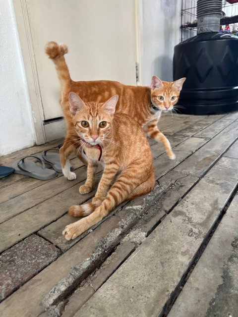 Hokkaido &amp; Tiger  - Domestic Short Hair Cat