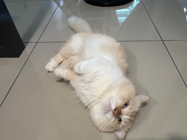 Aki - Munchkin Cat