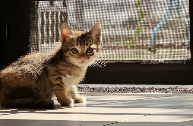 Noname (Tortie/tabby + Oyen) - Domestic Short Hair + Tortoiseshell Cat