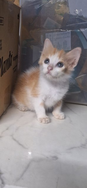 Tabby And Orange - Domestic Medium Hair Cat