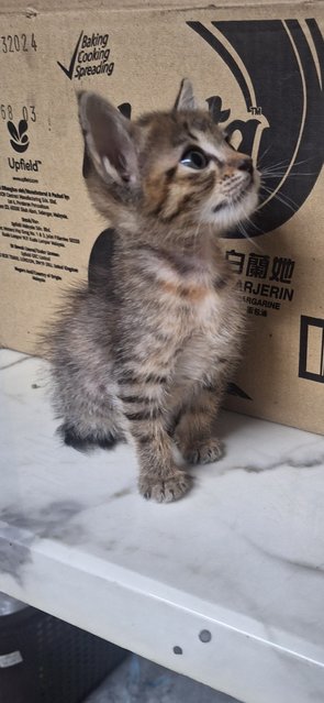 Tabby And Orange - Domestic Medium Hair Cat