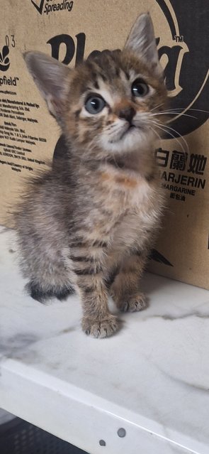 Tabby And Orange - Domestic Medium Hair Cat