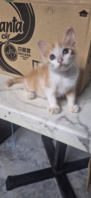 Tabby And Orange - Domestic Medium Hair Cat