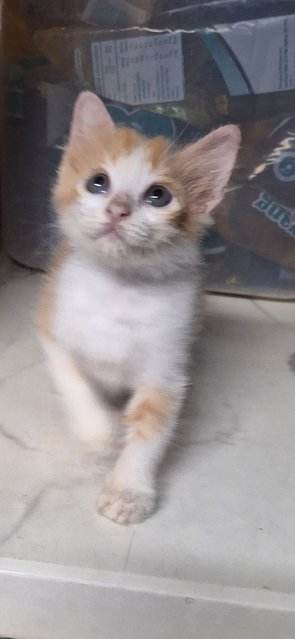 Tabby And Orange - Domestic Medium Hair Cat