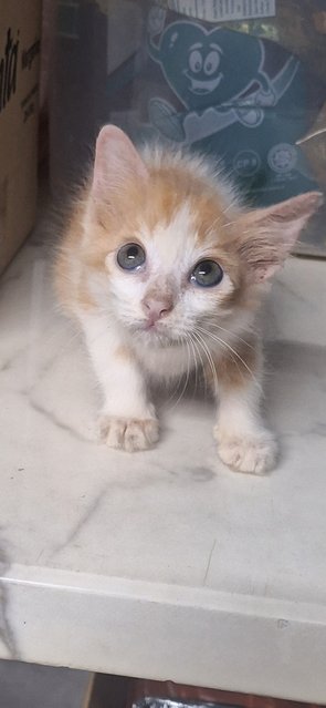 Tabby And Orange - Domestic Medium Hair Cat