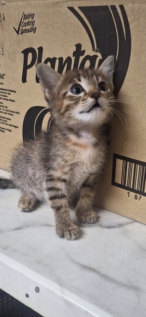 Tabby And Orange - Domestic Medium Hair Cat