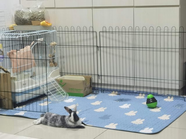 Niuniu - Angora Rabbit + Harlequin Rabbit