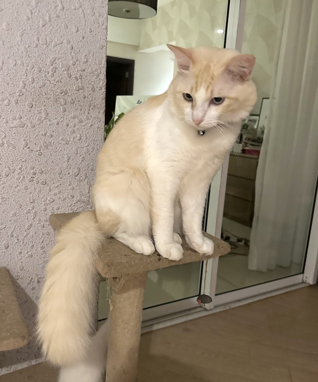 Mr Bean - Turkish Angora Cat