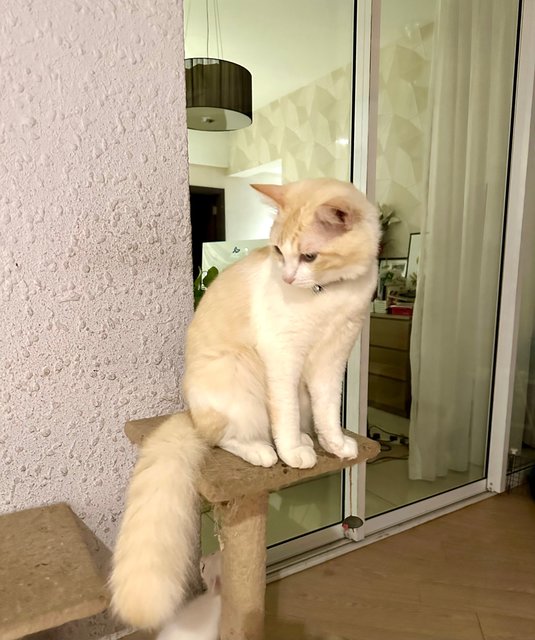 Mr Bean - Turkish Angora Cat