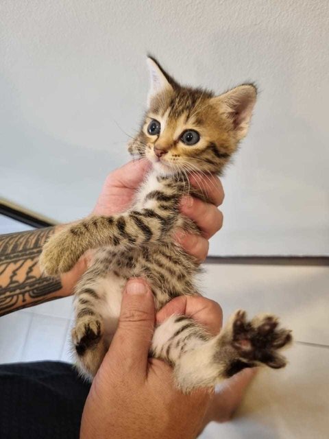 Tando  - Maine Coon Cat