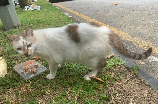 Putih - Domestic Short Hair Cat