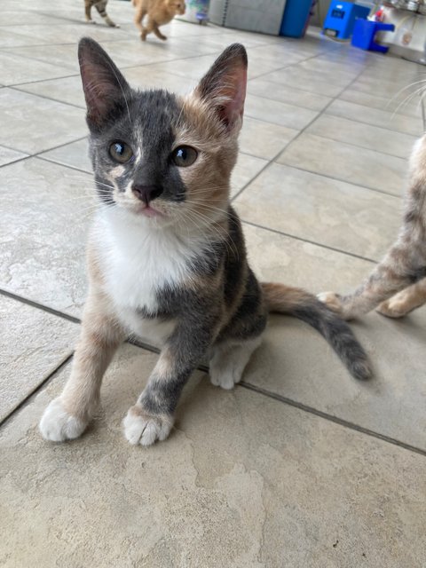 Creamy - Domestic Short Hair Cat