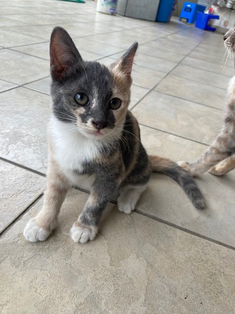 Creamy - Domestic Short Hair Cat