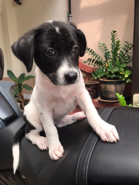 Luna,  - Border Collie Mix Dog