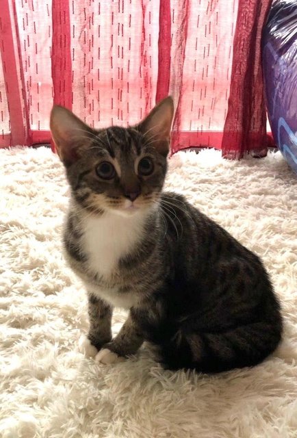 Browny - Maine Coon + British Shorthair Cat