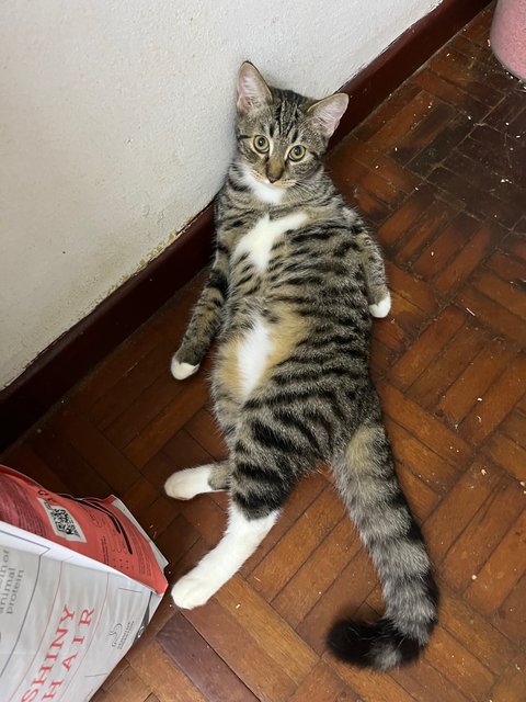 Browny - Maine Coon + British Shorthair Cat