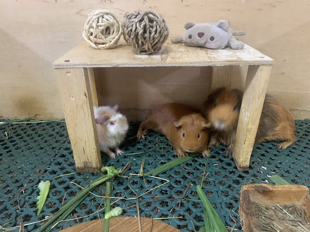 Popo - Guinea Pig Small & Furry