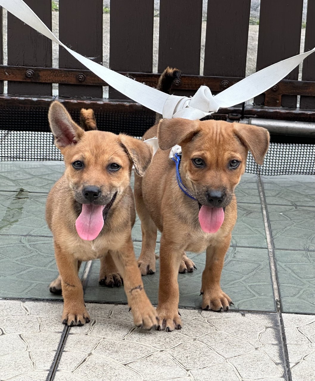 Lucy (Left), Lucky (Right) - Mixed Breed Dog