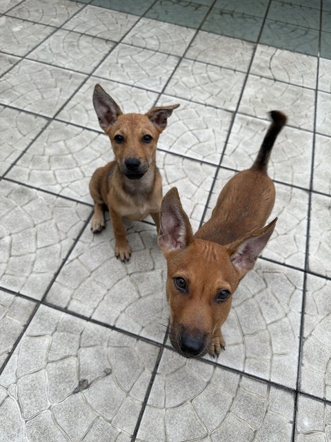 Lucy (Left), Lucky (Right) - Mixed Breed Dog