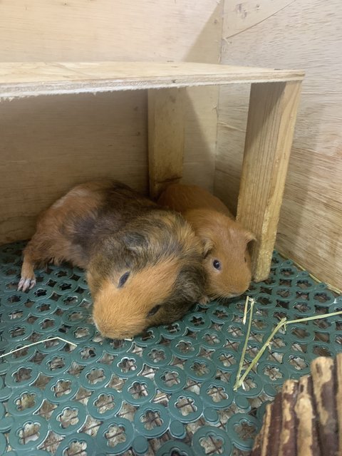 Luna And Juju - Guinea Pig Small & Furry