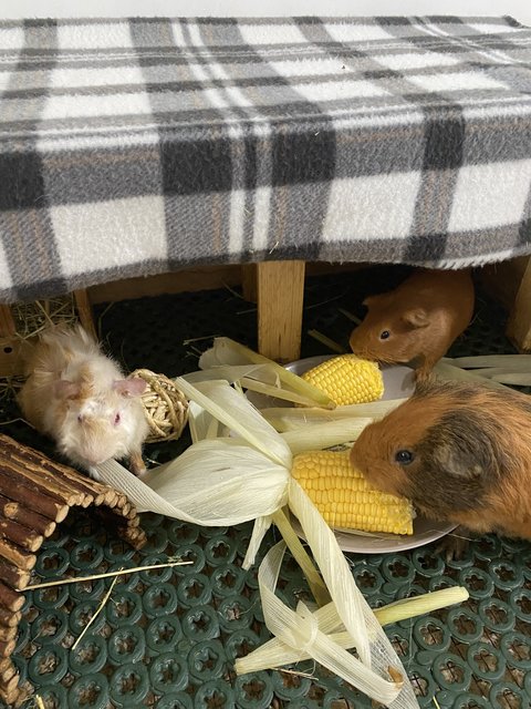 Luna And Juju - Guinea Pig Small & Furry