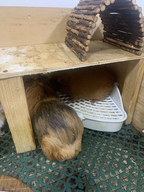 Luna And Juju - Guinea Pig Small & Furry