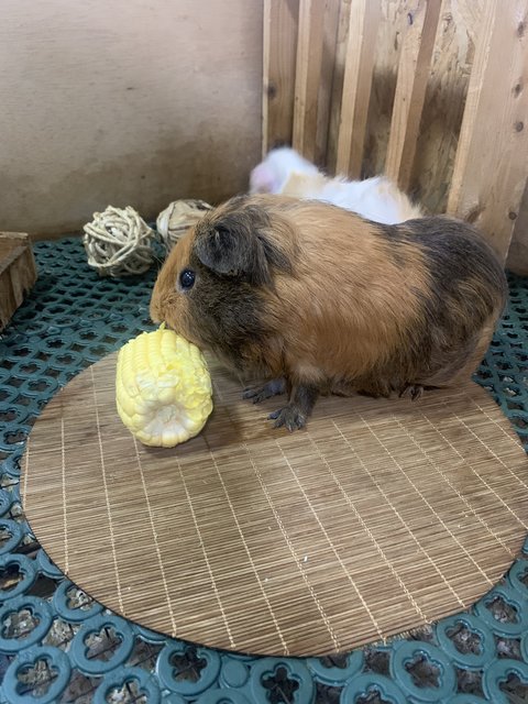 Luna And Juju - Guinea Pig Small & Furry