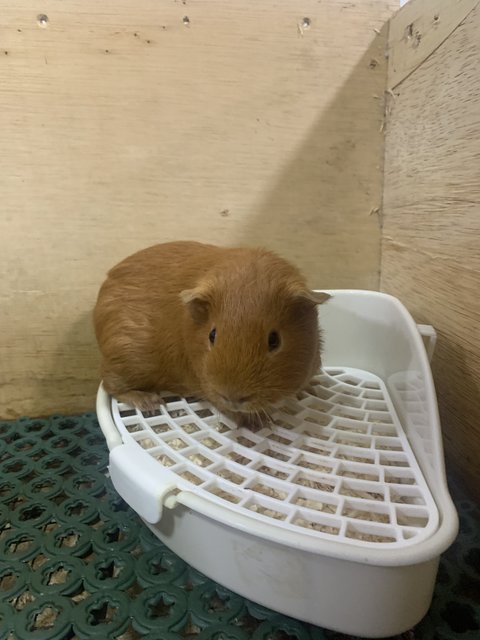 Luna And Juju - Guinea Pig Small & Furry