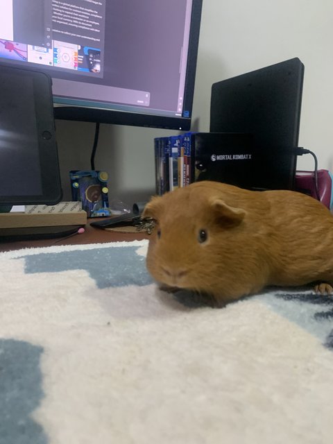 Luna And Juju - Guinea Pig Small & Furry