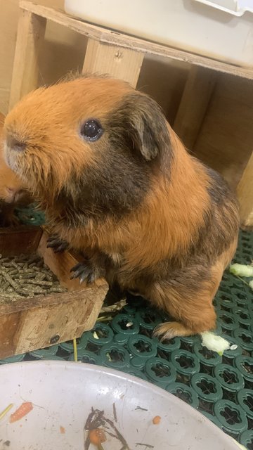 Luna And Juju - Guinea Pig Small & Furry