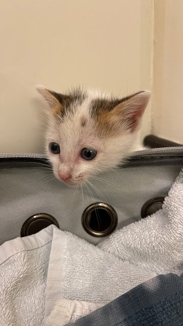 Snowflake - Domestic Short Hair Cat