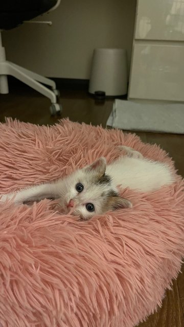 Snowflake - Domestic Short Hair Cat