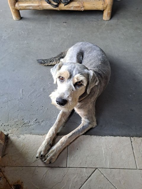 Adventure Schnauzer - Schnauzer Mix Dog