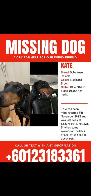 Kate - Doberman Pinscher Dog