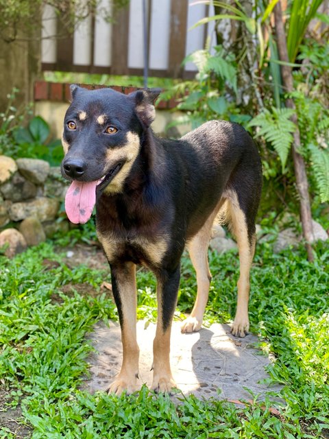 Poppy - Mixed Breed Dog