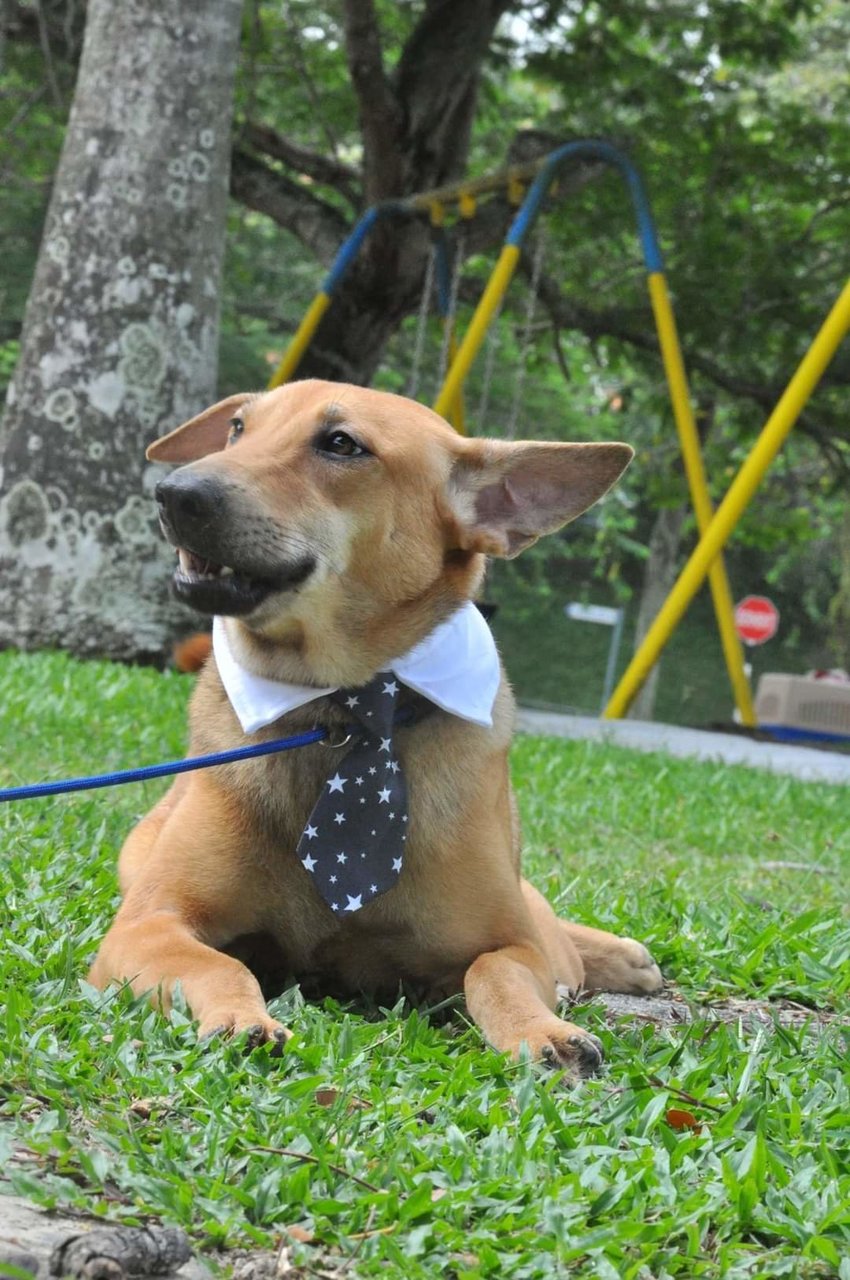 Milo - Australian Kelpie Mix Dog