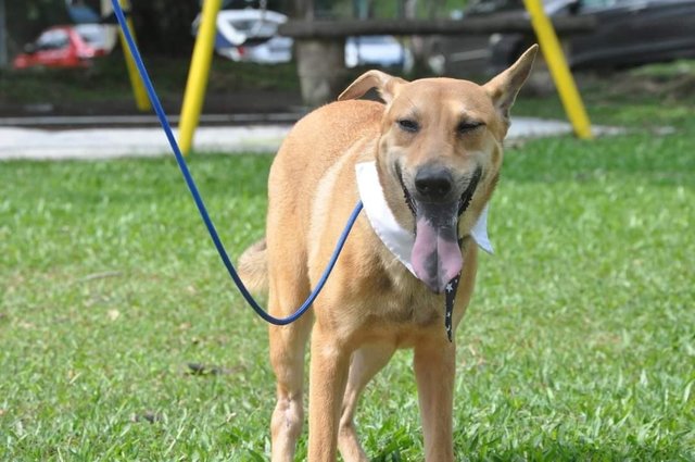 Milo - Australian Kelpie Mix Dog