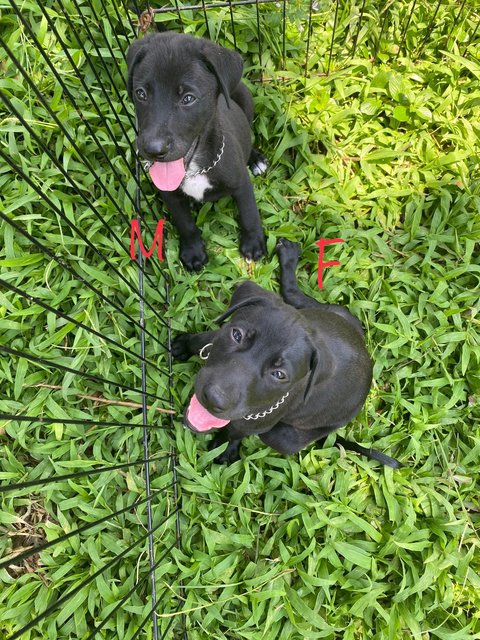 Beautiful In Black - Mixed Breed Dog