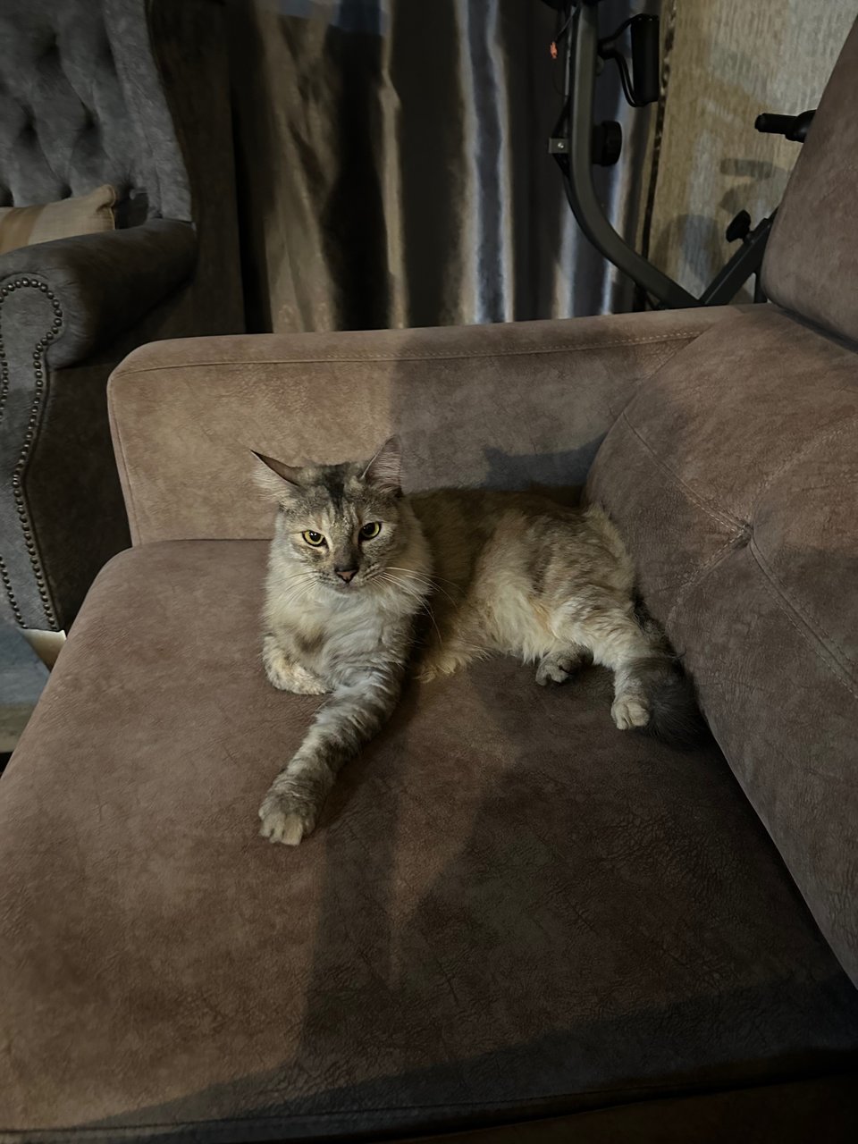 Salem And Scarlet - Domestic Long Hair Cat