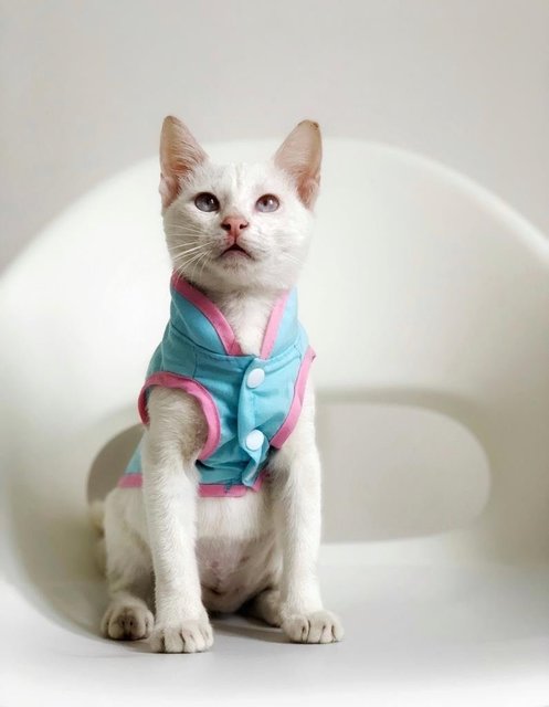 Betty White - Domestic Short Hair Cat