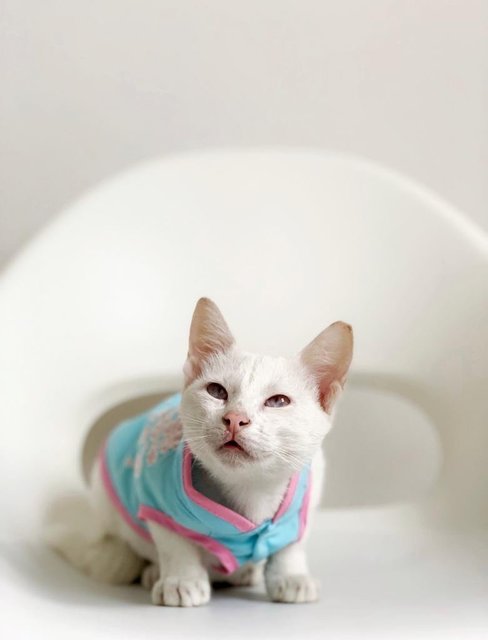 Betty White - Domestic Short Hair Cat